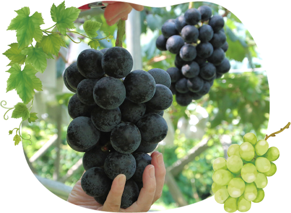 ぶどう直売コーナーイメージ