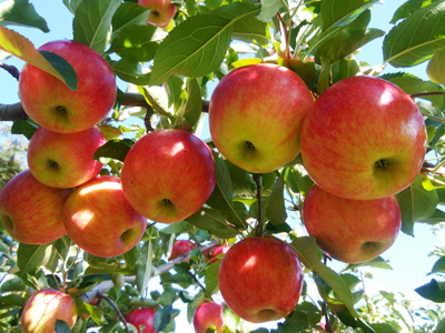 りんご狩りイメージ1