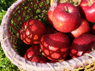 りんご狩りイメージ3