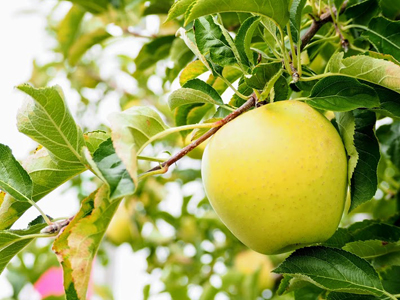 岩本観光りんご園イメージ1