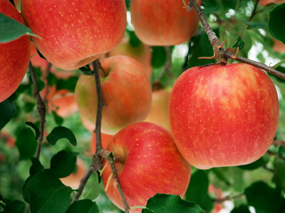 岩本観光りんご園イメージ3
