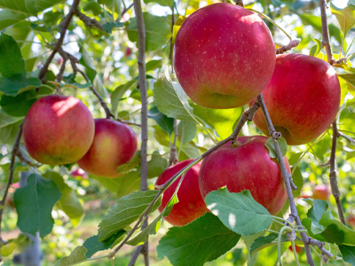 岩本観光りんご園イメージ4