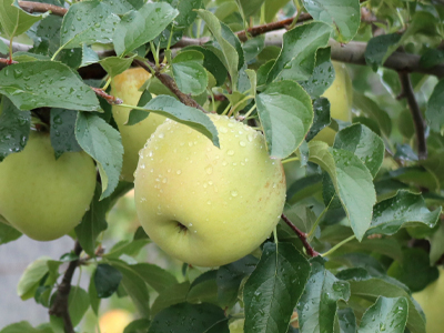 岩本観光りんご園イメージ5