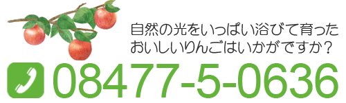 自然の光をいっぱい浴びて育ったおいしいりんごはいかがですか?08477-5-0636